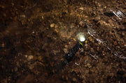 Elf C2 Max operating underwater among stones