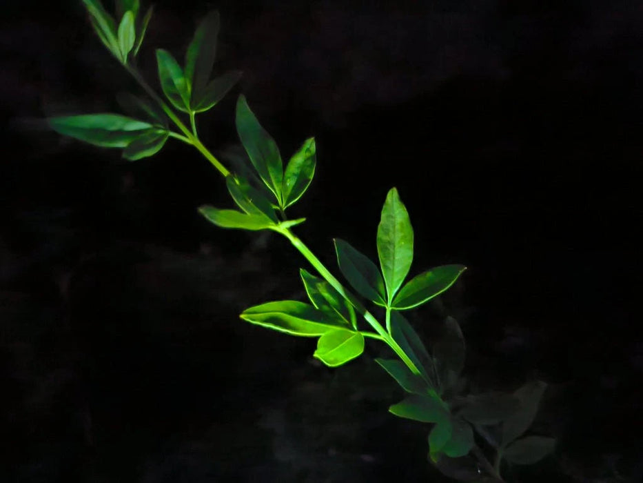 A green plant stem with several leaves is illuminated by a Manker LAD Mini Rechargeable Keychain Flashlight against a dark, black background.