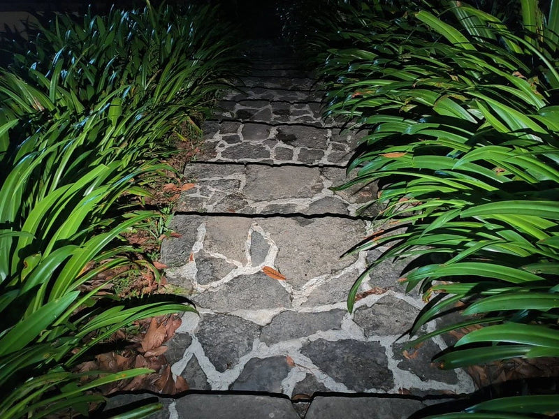 A stone pathway bordered by green leafy plants, lit at night by the Manker LAD Mini Rechargeable Keychain Flashlight, with dry leaves scattered across the ground.